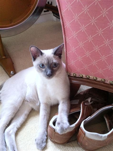 Oriental Blue Point Siamese