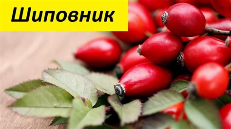 Шиповник - YouTube