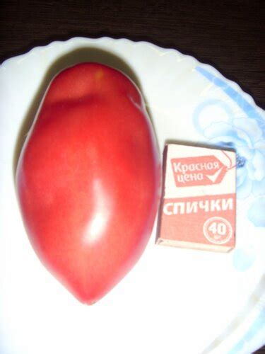 Томатное шоу: любимые сорта помидор : Дачная жизнь