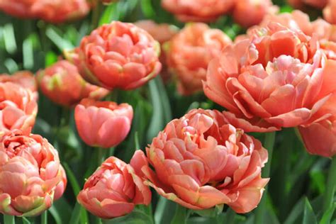 Tulipán plnokvětý pozdní 'Copper Image' - Tulipa Double Late 'Copper ...