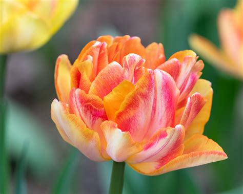 Tulip 'Foxy Foxtrot' bulbs — Buy online at Farmer Gracy UK