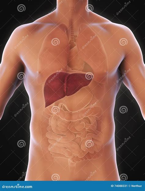 Onde Fica Localizado O Figado No Corpo Humano Fotos