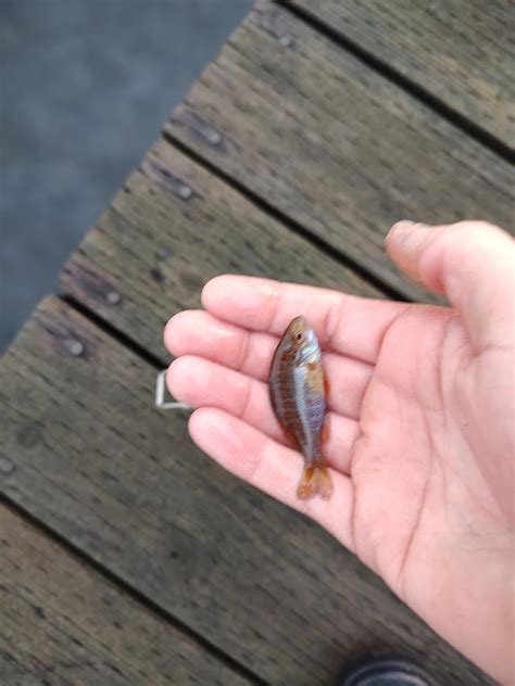 What type of fish is this? Found in a freshwater lake in Washington ...