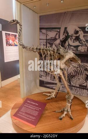 heavy footed moa fossil skeleton  classified  pachyornis