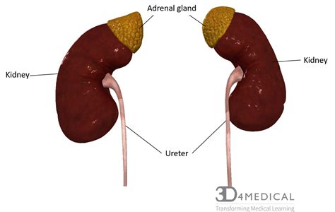 adrenal gland    located qualitydax