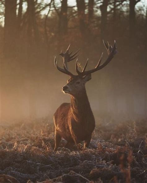 Magnificent – Artofit