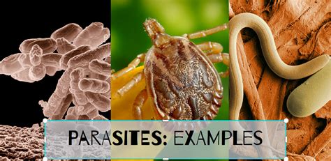 examples  parasitism  ng