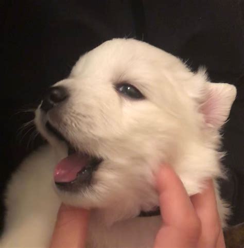 Adorable Samoyed Puppy