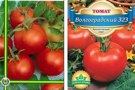 Помидоры волгоградские: отзывы, фото, описание скороспелых 323 ...