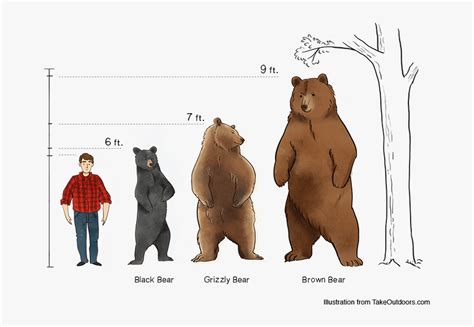 Comparison Of Commonly Found Bears And Their Sizes - Black Bear Size ...