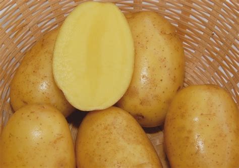 Сорт картофеля «Вега» – описание и фото