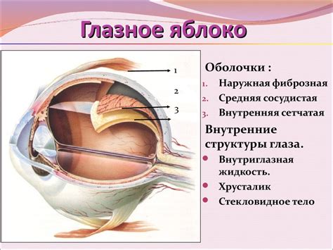 Воспалительные заболевания глазного яблока и зрительного нерва ...