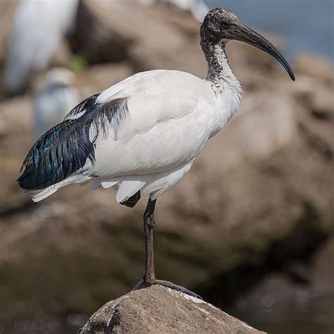 Bird watching in Africa - African Sacred Ibis
