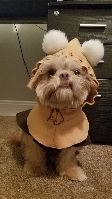 Here is my ferocious Ewok : r/Shihtzu