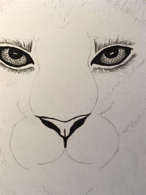 Drawings Of Lions Eyes