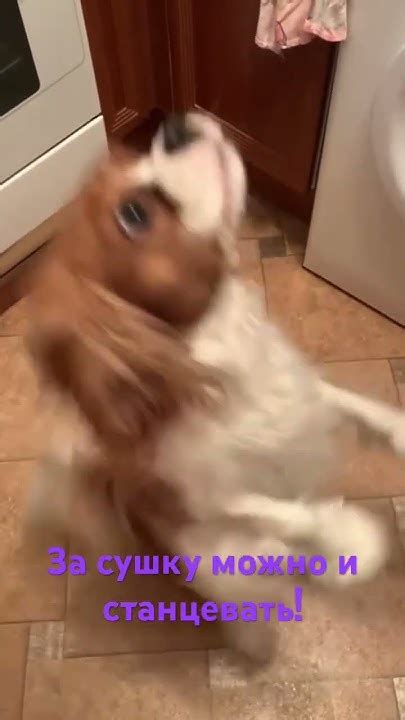 Танцы Лекси🐶 #танцы #собака #shorts #cavalier #king Charles spaniel # ...