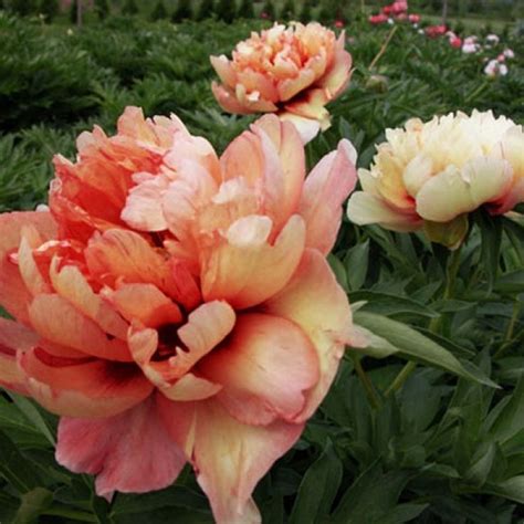 Пион Коппер Кеттл | Itoh peonies, Peonies, Peonies garden