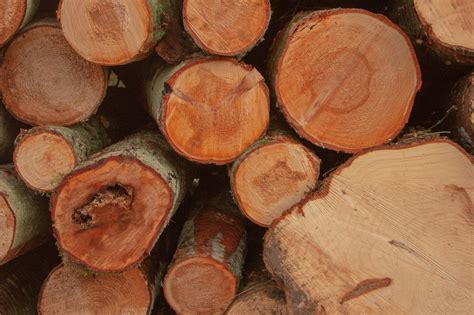 Softwood Product | DSHwood