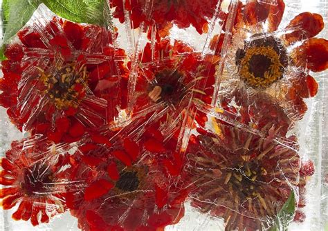 Замороженные во льду. Замороженные цветы. Цинии. | Christmas wreaths ...