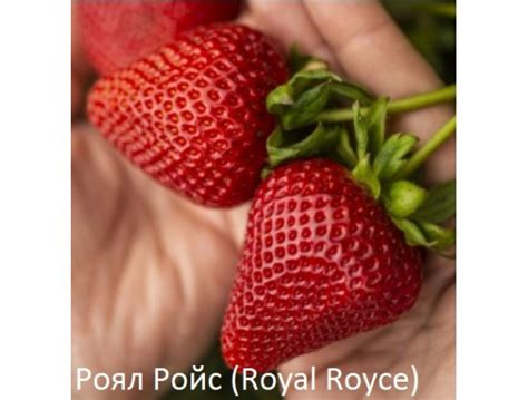 Купить саженцы Клубника Роял Ройс в Беларуси - цены