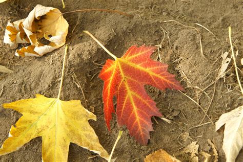 Free picture: red leaf, yellow leaf, ground, autumn