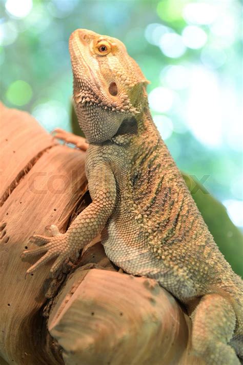 bearded dragon lizard stock image colourbox