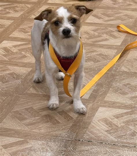 animal shelters worcester 5