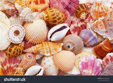 colourful sea shells stock  jcdat