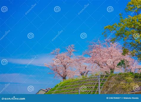 fleurs de cerisiers dans le parc de kogaya image stock image du
