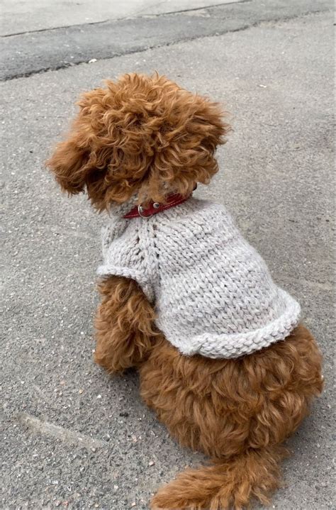 пудель | Puppy dog pictures, Fluffy animals, Cute dogs