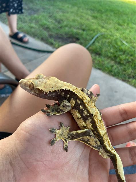 is it normal gecko losing weight safely