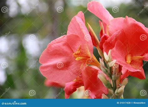 Canna Lilies Stock Photography | CartoonDealer.com #31017344