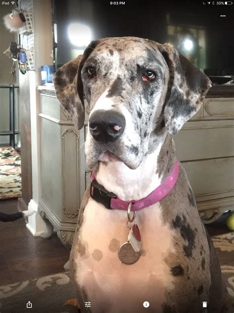 Pin by Gregory Graindorge on dogue allemand | Great dane dogs, Great dane, Harlequin great danes