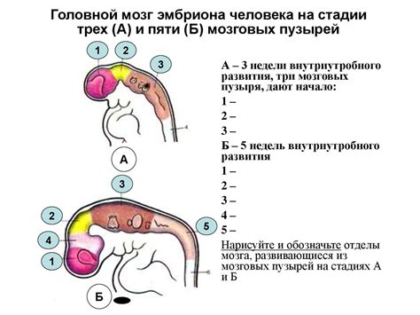 Центральная нервная система - online presentation
