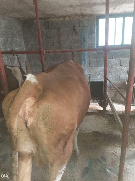 Krava simental - Krave - OLX.ba
