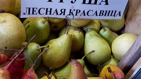 Груша Лесная Красавица - YouTube