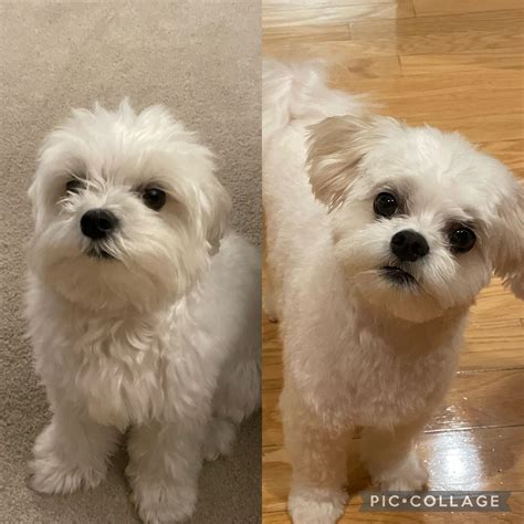 pre versus post haircut… feels like a different dog 😂 : r/Maltese