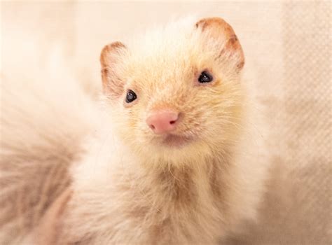 can ferret not eating at home 5