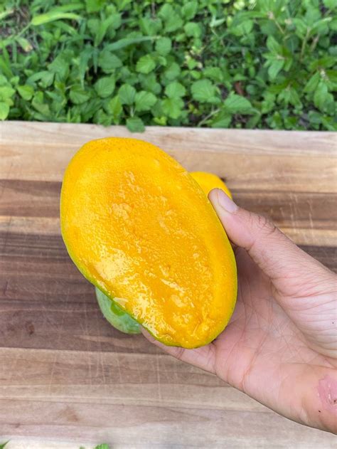 Carrie Mango *Pre-Order*