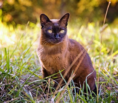 Who Are More Intelligent Cats Or Dogs