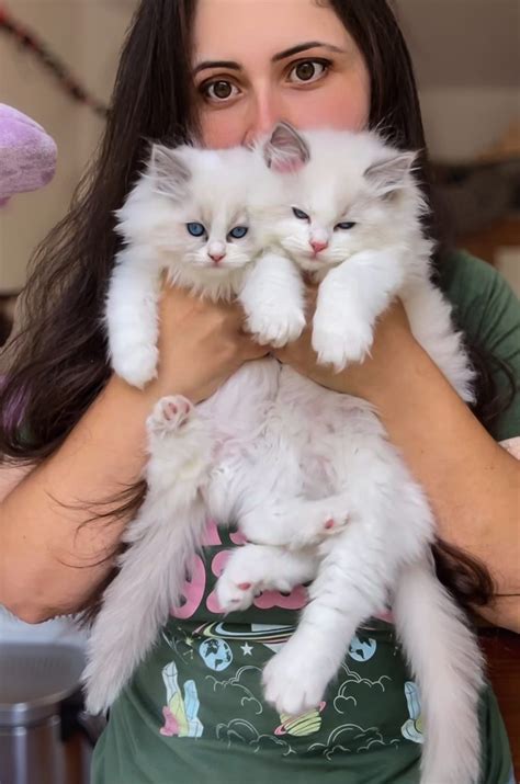 Why Ragdoll Cats Are Perfect for New Jersey Families And You!