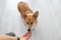 Gabapentin Dosage Chart for Dogs: Risks, Side Effects, Dosage, and More ...