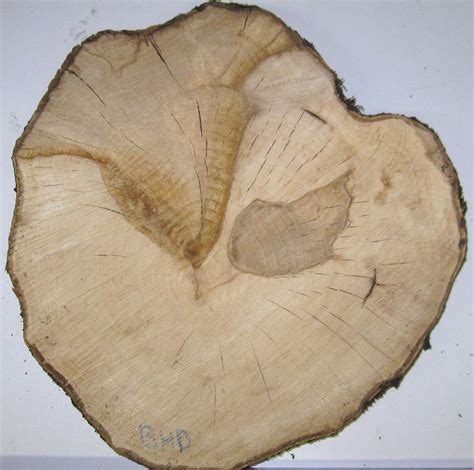 New fungal disease on hornbeam - waldwissen.net