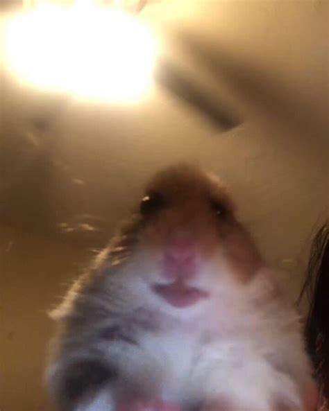 ARI on Twitter | Funny animal memes, Cute animal memes, Funny hamsters