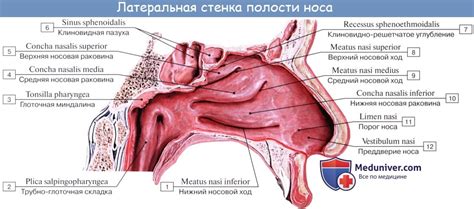 Анатомия человека: Полость носа. Слизистая полости носа. Зоны полости ...