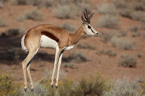 springbok antelope jumping stock  pictures royalty