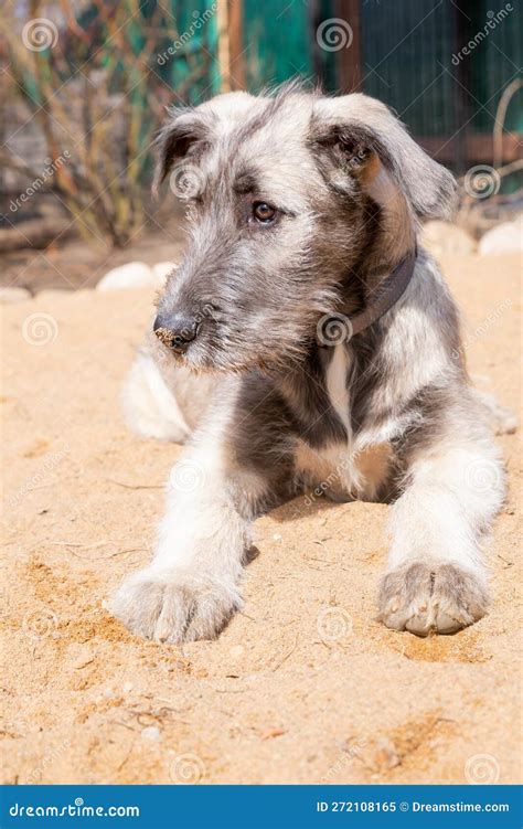 Six Month Old Irish Wolfhound.Portrait of Irish Wolfhound Puppy. Happy ...