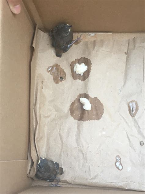 2 abandoned baby birds.. what species/what do I do?? : r/animalid