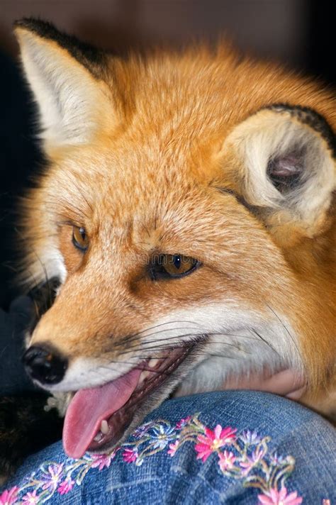 red fox profile stock   royalty  stock