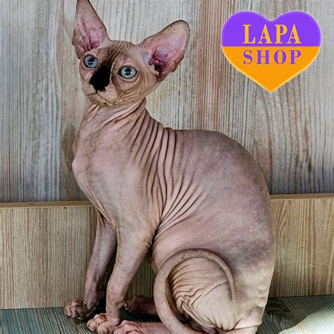 Чарівна кішка канадський сфінкс Мішель | Lapa.shop